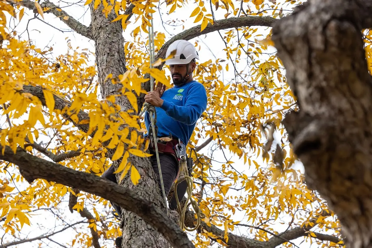 Skilled Tree Planing crew working in White Oak